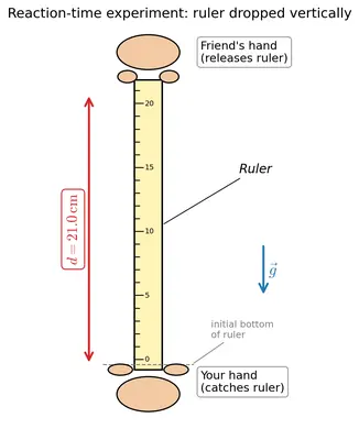 Fig. 2.8 — Measuring the reaction time: a photograph of a friend's hand dropping a ruler vertically through the gap between the thumb and forefinger of another person's hand.